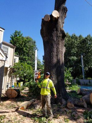 Mendez Tree Service