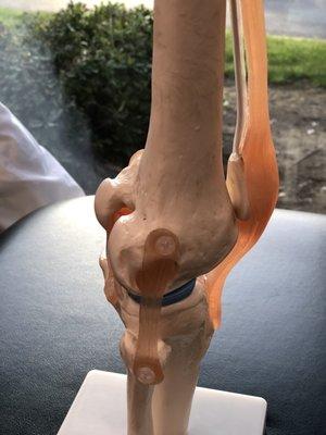 Model of the knee