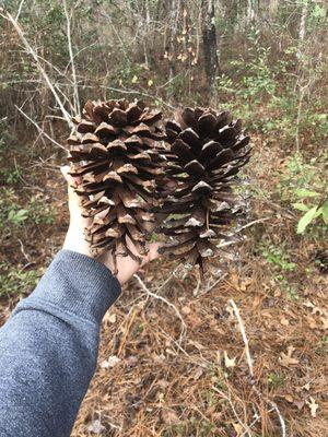 Huge pine cones on the trail (Don't take them home!)