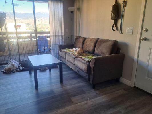 Living room and main entry and patio with Max laying down.