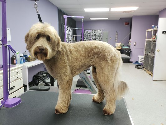 Australian Labradoodle groomed by Gabriele