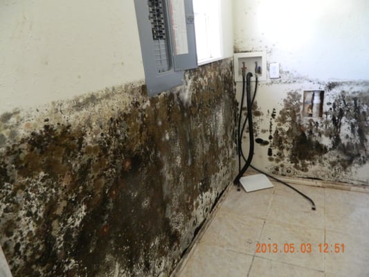 Black Mold in Bank-Owned Foreclosure