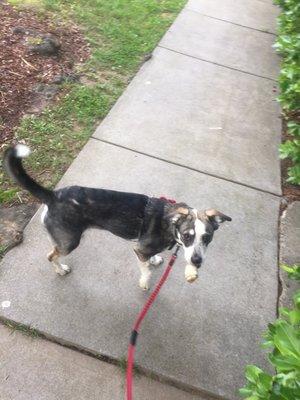 Loving the bone she was gifted on her walk today!