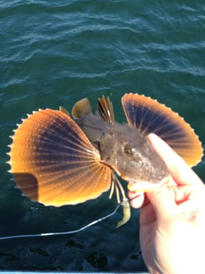 Sea robin