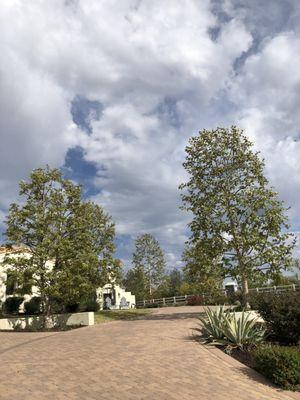 Sycamores trees in Hidden hills pruned