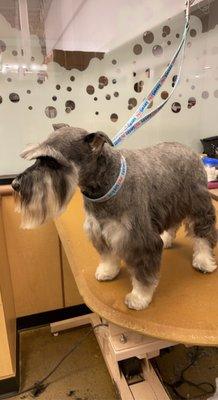 Miniature schnauzer- shotzie