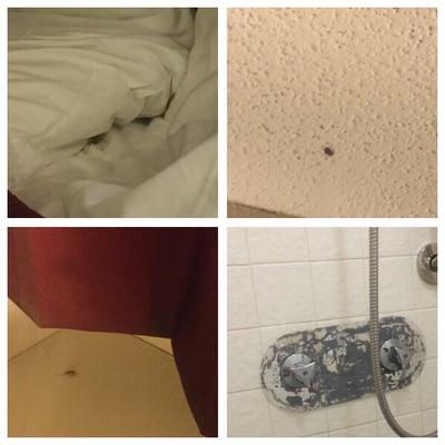 Spider in bed, roaches and beetles and some sort of sad attempt at renovations in the shower.