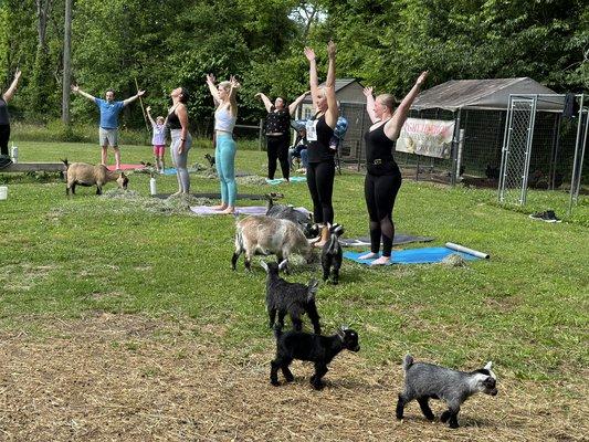 Goat yoga!