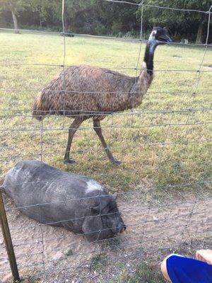 One of 4 emus and the pig :-)