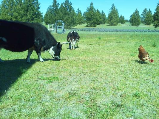 Our happy miniature cows