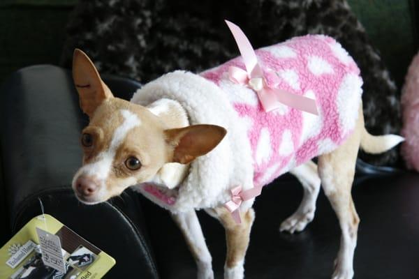 Great doggie wear for your 4-legged friend!!