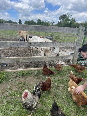 Long horn cows! Super friendly