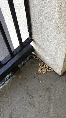 Sunflower seeds piled up in walkway