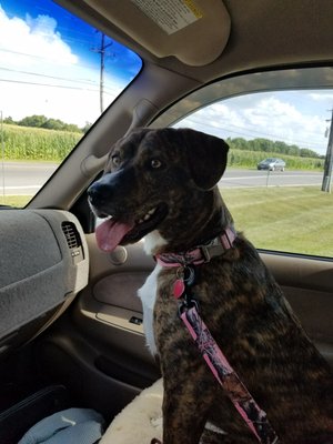 Abbey coming home from Fairview. Look at her happy face!