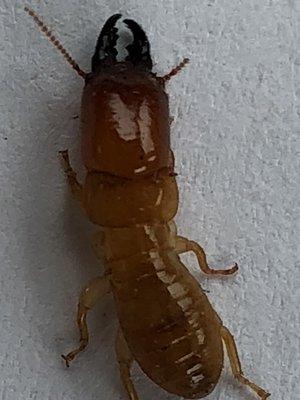 Termite Soldier