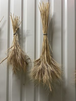 Different wheat hanging