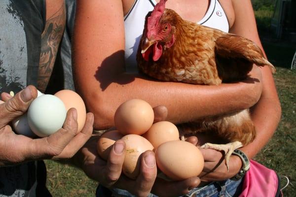 on-farm egg sales from our own Wellspring flock!