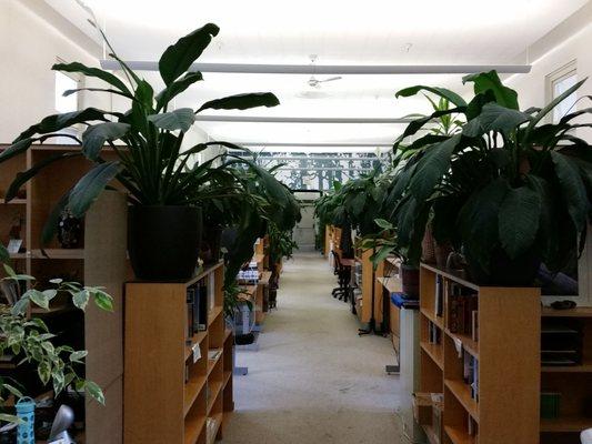 Pachamama Alliance Office is filled with plants and natural light.