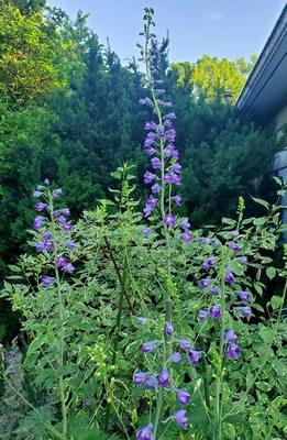 Delphinium is over 7' tall after being transplanted as a seedling two years ago. A finished plant will mature in only a year.