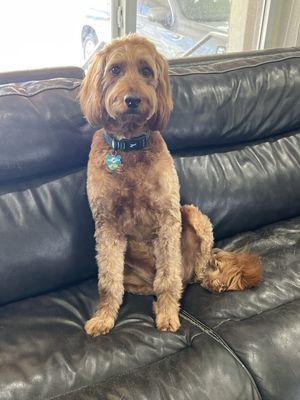 50lb Goldendoodle (F1)