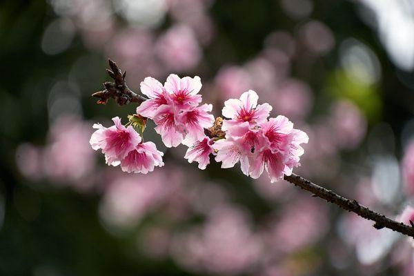 Last of the 2022 cherry blossoms