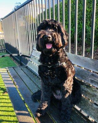 Nova the Australian labradoodle!