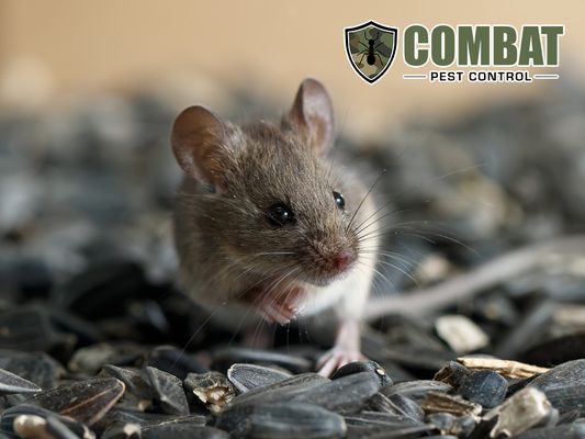 Combat Pest Control