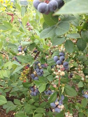 2014 Blueberries