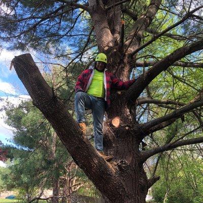 Our professional cutting tree branches. Tree Removal by DJ Tree Service, LLC