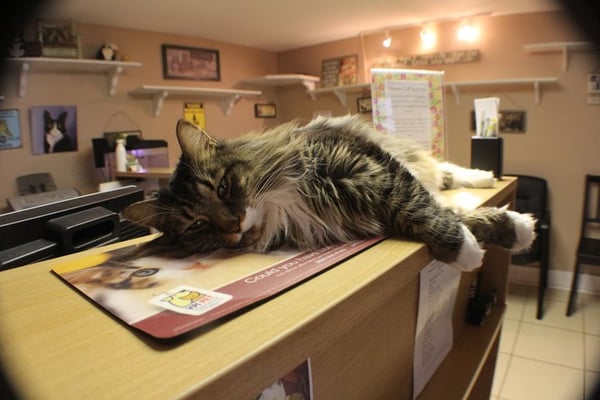 Usher, our housecat, lounging on our reception desk.