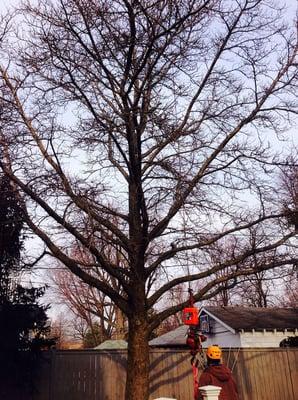 Tree Service