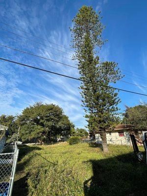 Cutting down pine tree