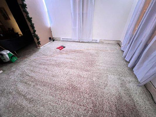 Deep carpet cleaning, (Clean Picture) Carpet results after cleaned.