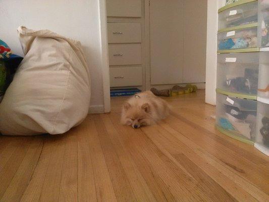 "Bodhi" napping on the cool floor after a walk