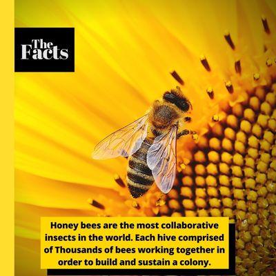 Facts about the Bee's