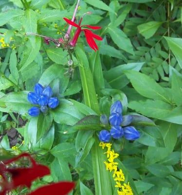 Bottle Gentian, Gentiana andrewsii