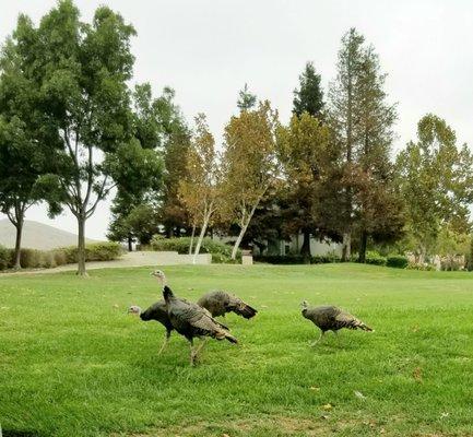 Wild turkeys on the green space near Coyote Creek El