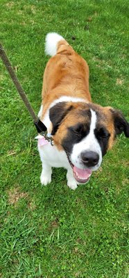 My snuggler  135+ St. Bernard Bella