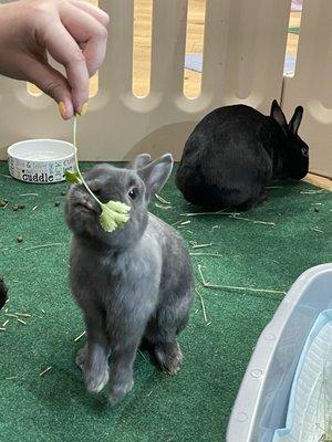 They have us cilantro to feed the bunnies as a snack