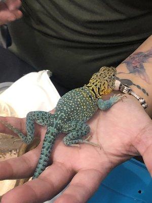 Blazing Blue Collard Lizard