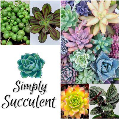 Succulents for Sale