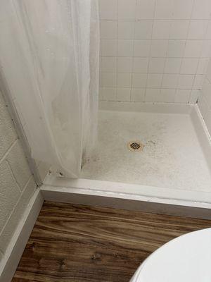 Black Mold and gross Shower Curtain.