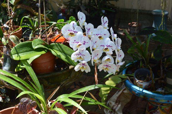 showy Orchid one of several throughout landscape hanging from trees