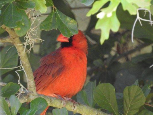 Cardinal