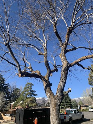 Tree pruning