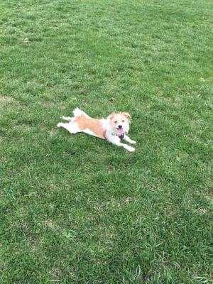 Barkevious sunbathing at the park this morning!