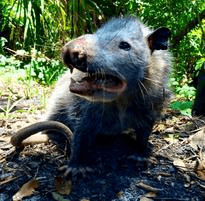 Opossum Removal