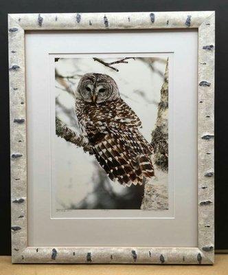 An owl in a birch tree, framed in a birch frame!