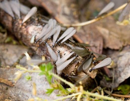 Springer Termite Solutions