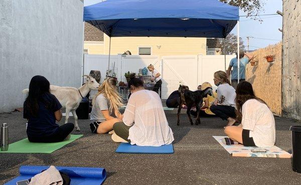 Outdoor Goat yoga